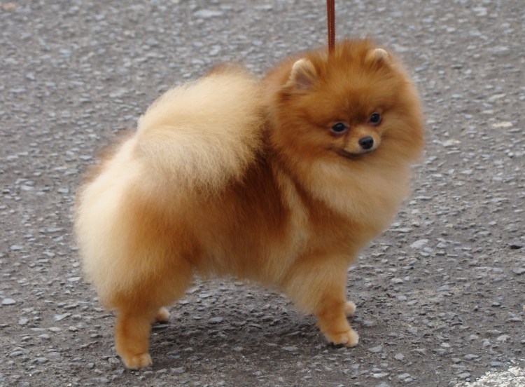 Тримминг шпица