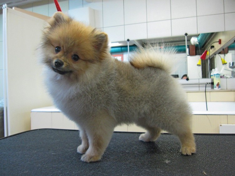 Малый немецкий шпиц стрижка