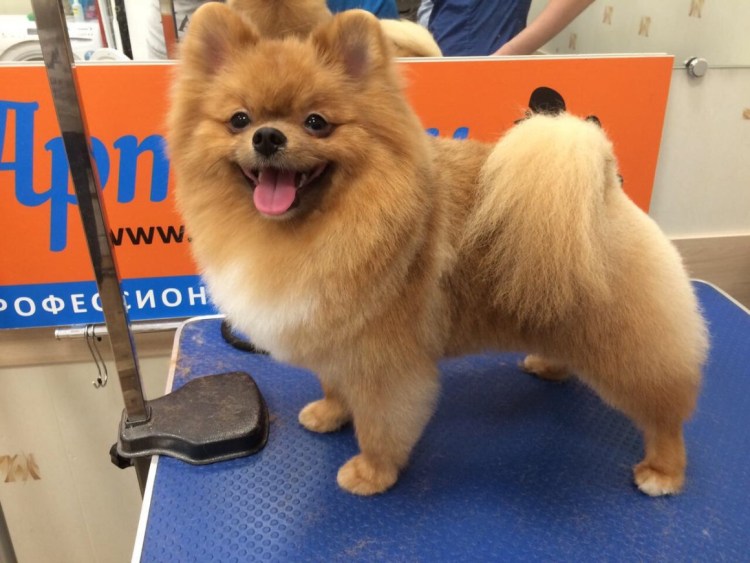 Груминг немецкого шпица