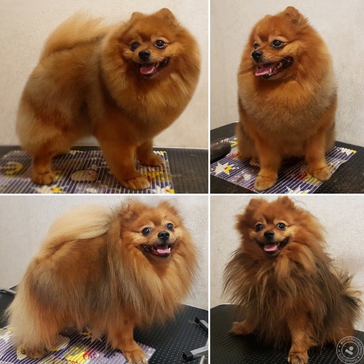 Породная стрижка шпица