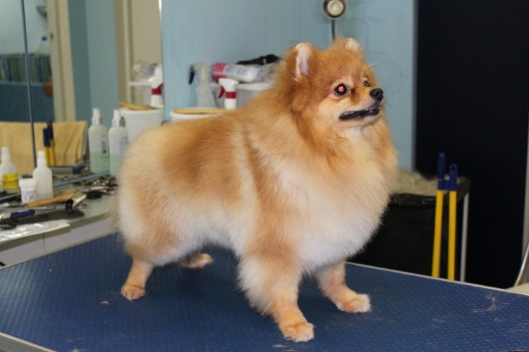 Стрижка немецкого шпица лисички