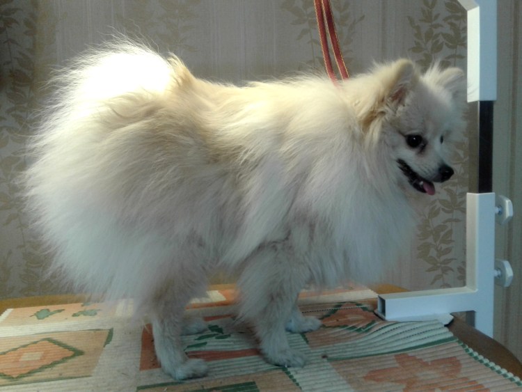 Стрижка шпицев Есипово