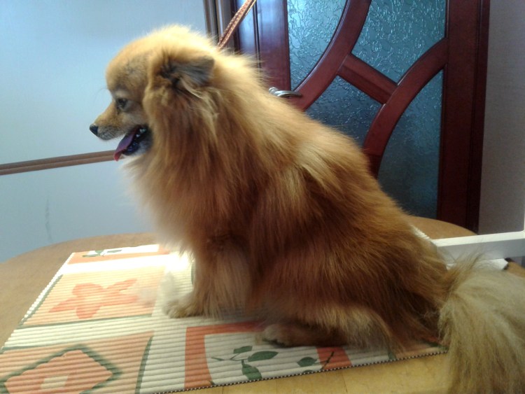 Померанский шпиц strijka