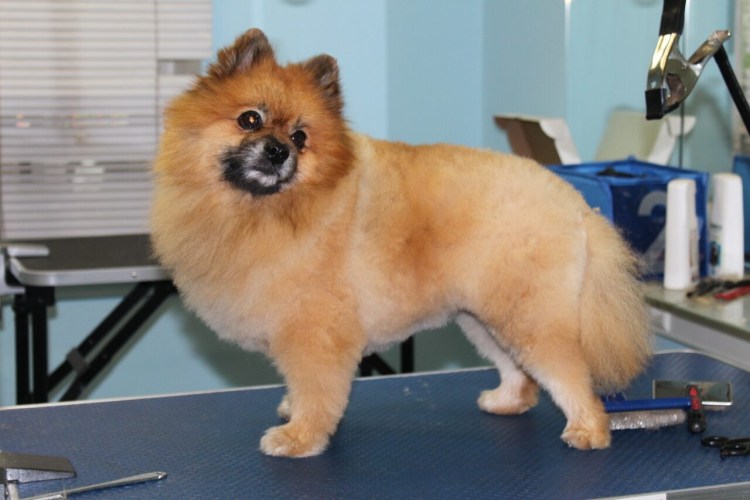 Подстриженный немецкий шпиц белый