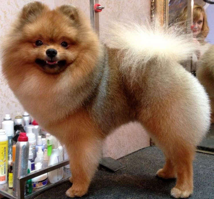 Померанский шпиц груминг