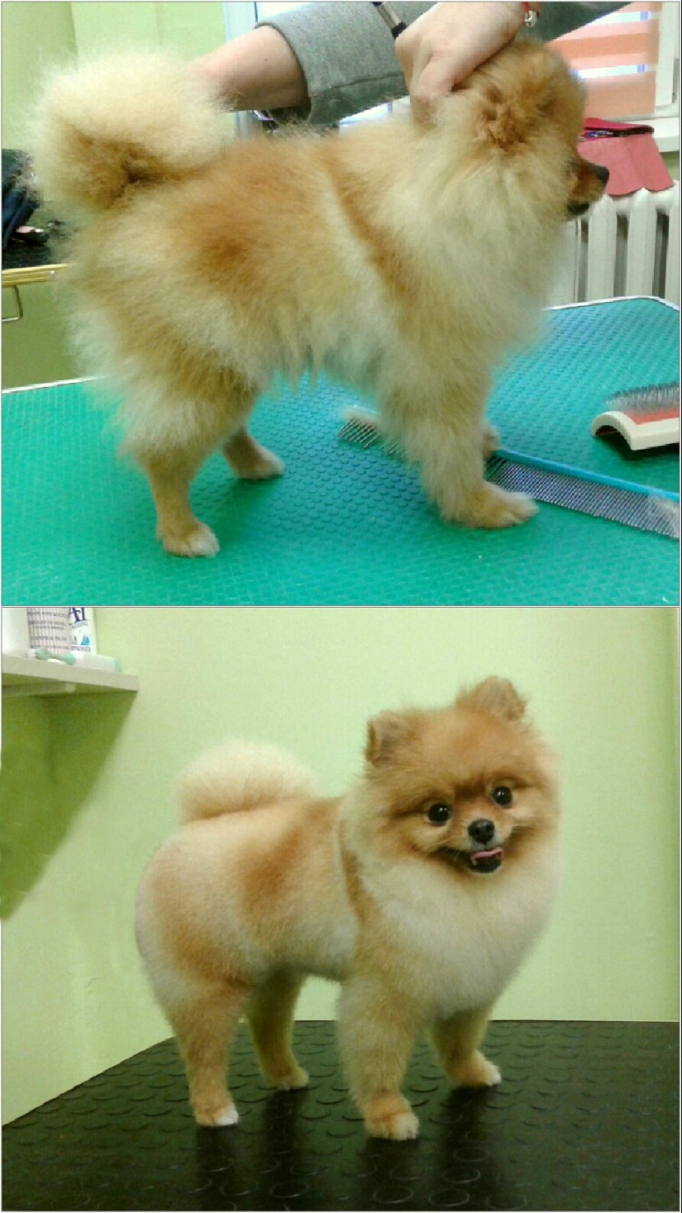 Стрижка белого шпица