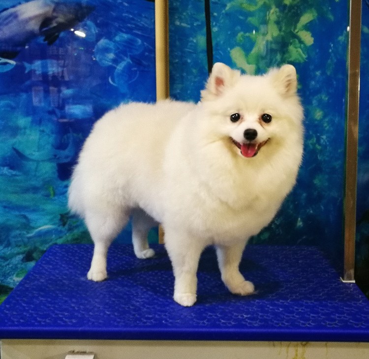 Немецкий шпиц подстрижка