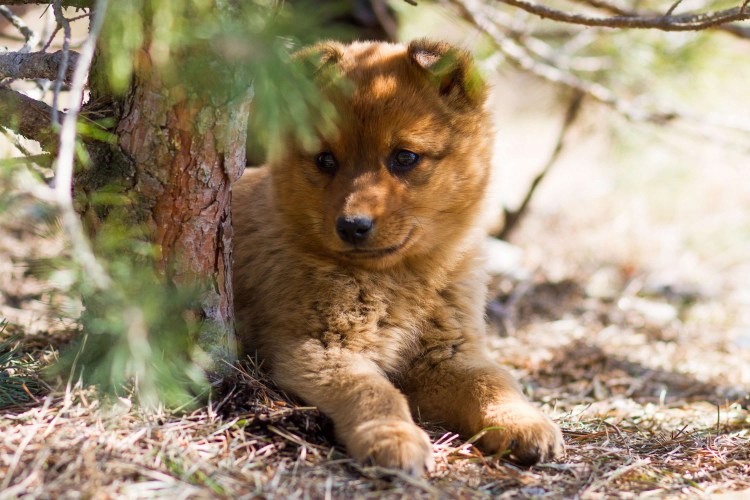 Порода кошек камышовый кот