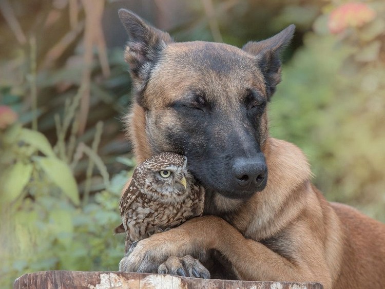 Камышовый кот Астраханской области