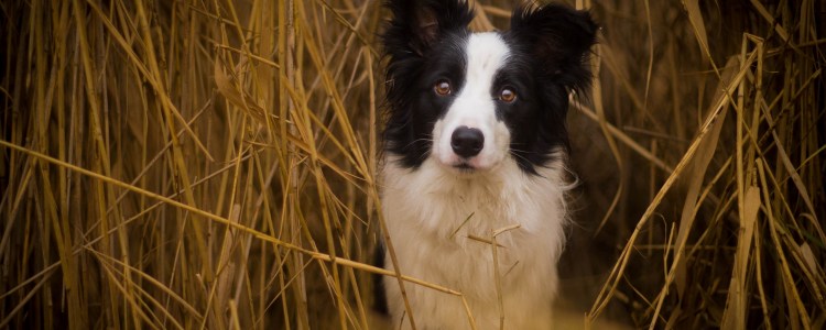 Акита ину и ирландский волкодав