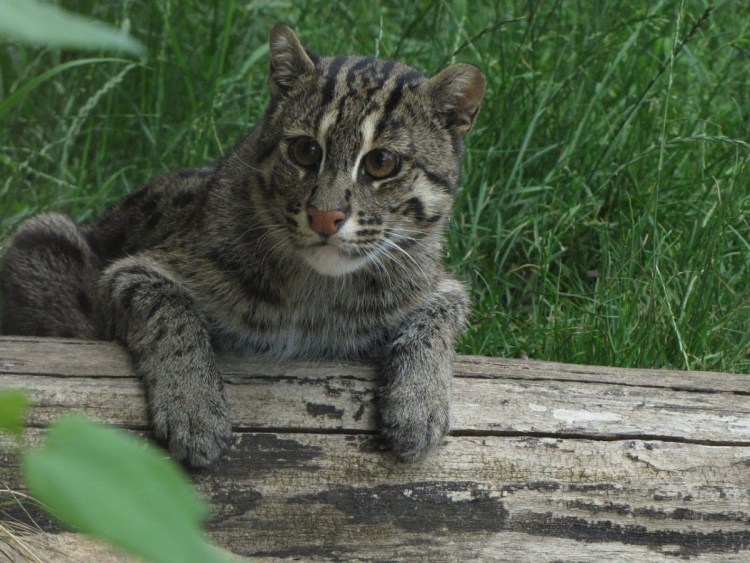 Собаки на природе картинки