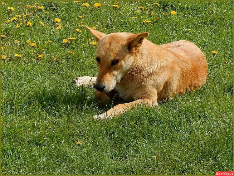 Чепрачный Шакал