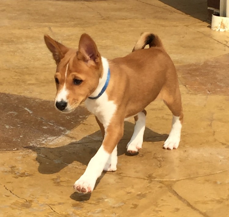 Собака с дредами