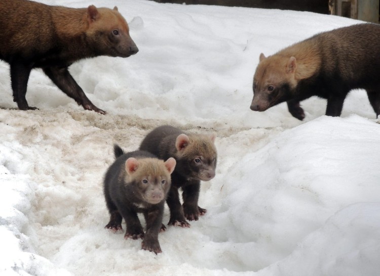 Собака на природе