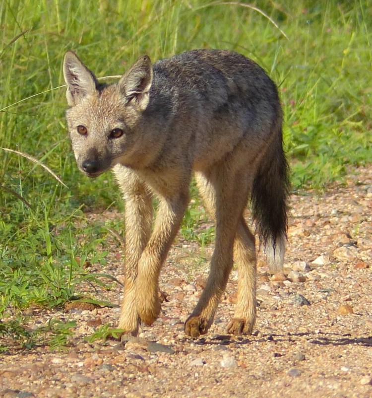 Кустовая собака Южной Америки
