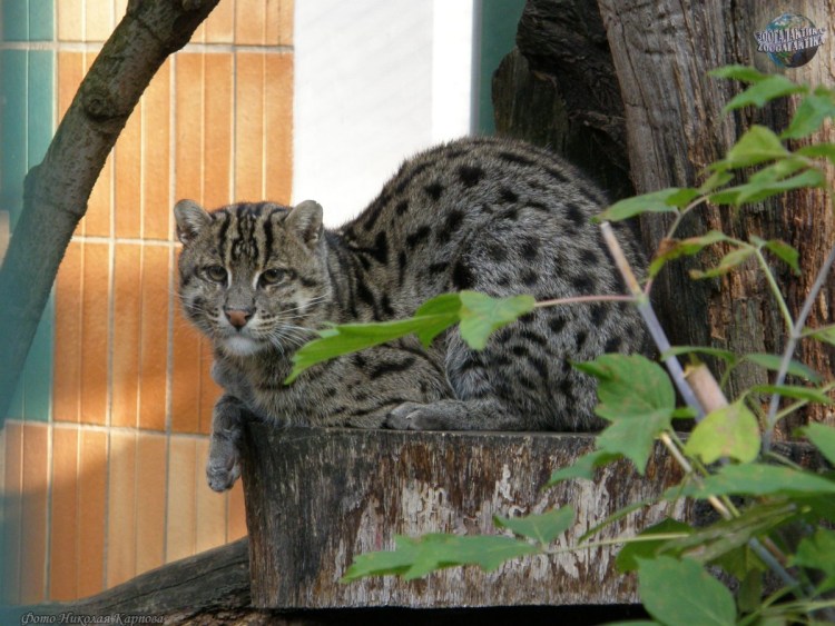 Кустарниковая собака Южная Америка