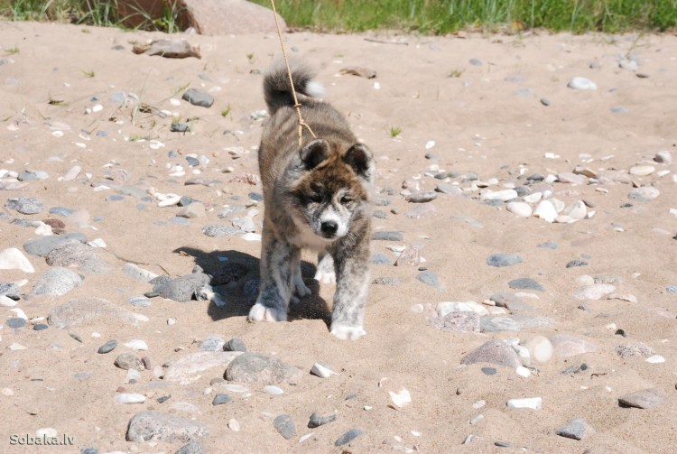 Камышовый кот Вульф