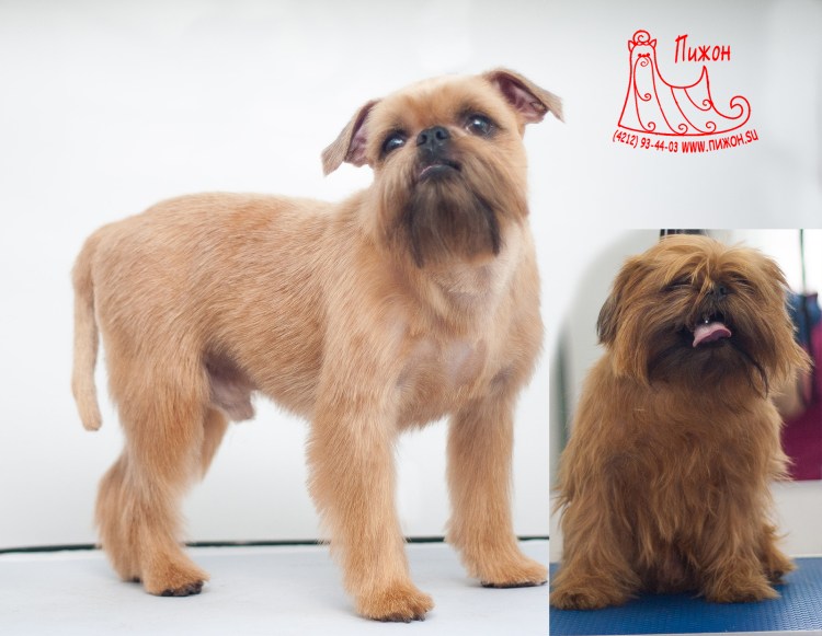 Гриффон и Цвергшнауцер