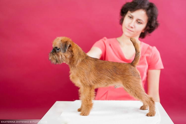 Брюссельский гриффон стрижка машинкой