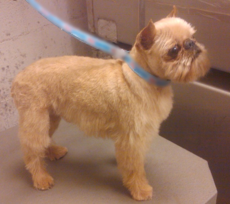 Бельгийский Грифон груминг