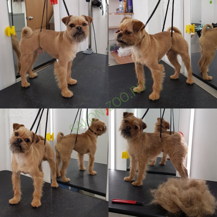 Стрижка гриффона машинкой