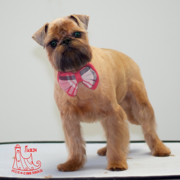 Грифон трим