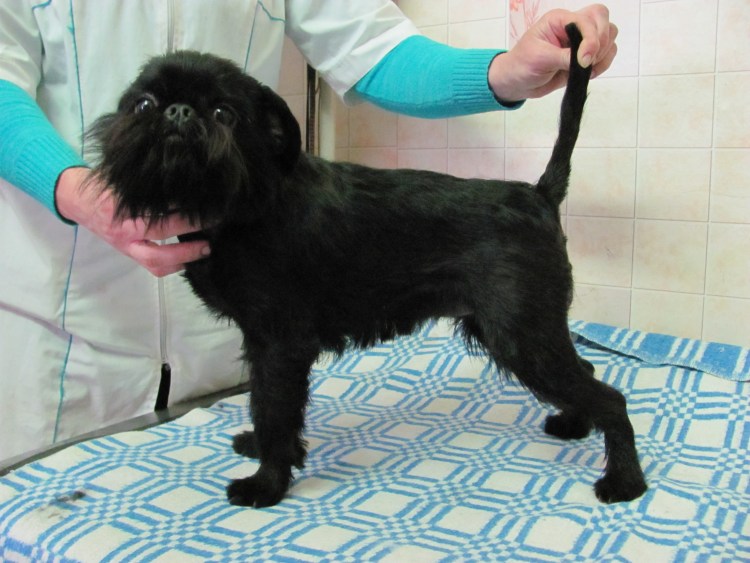 Брюссельский гриффон груминг