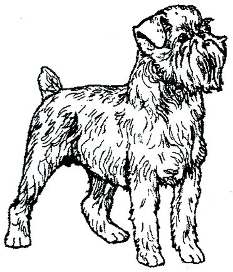 Тримминг ушей у гриффона