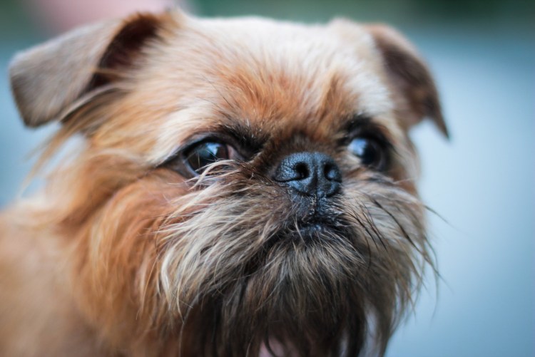 Брюссельский гриффон стрижка машинкой