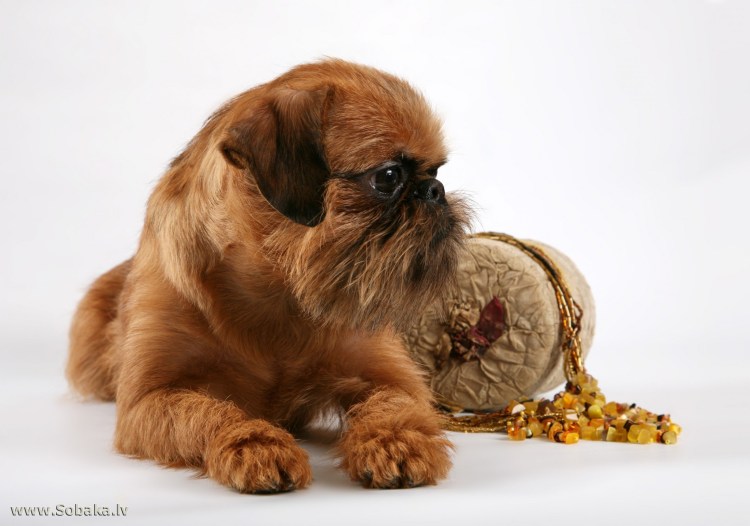 Брюсельски1 гриффон стриженный