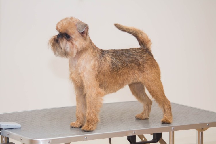 Брюссельский гриффон Пти брабансон