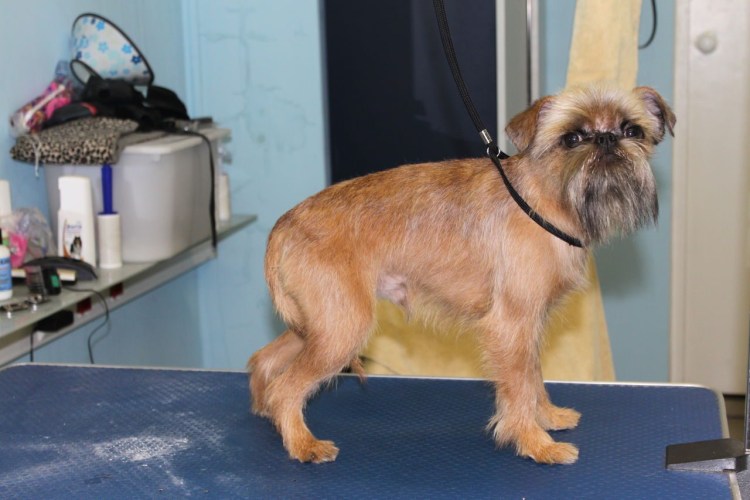 Брюссельский гриффон стрижка