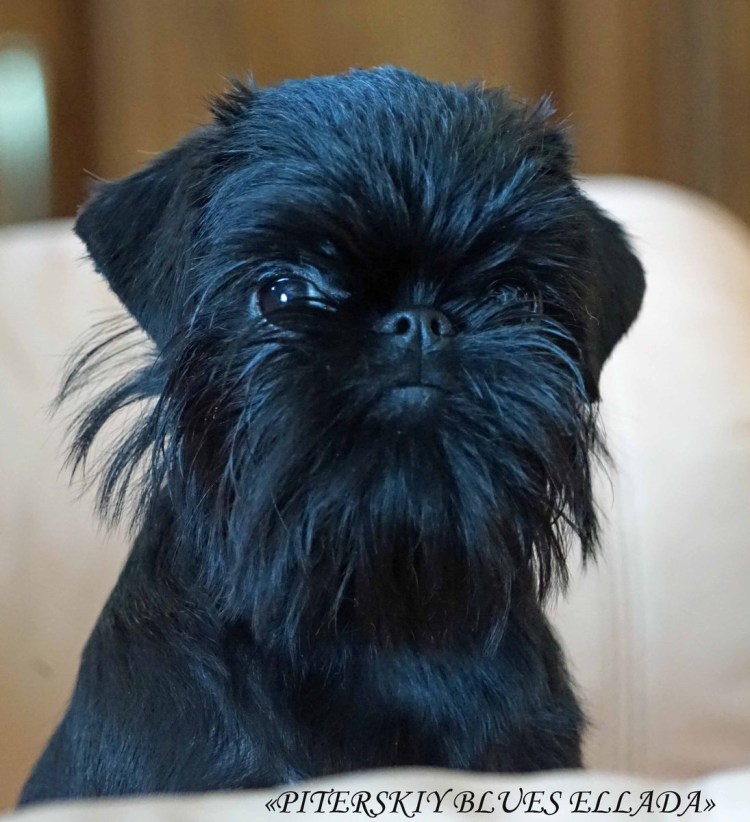 Гриффон собака подстриженный