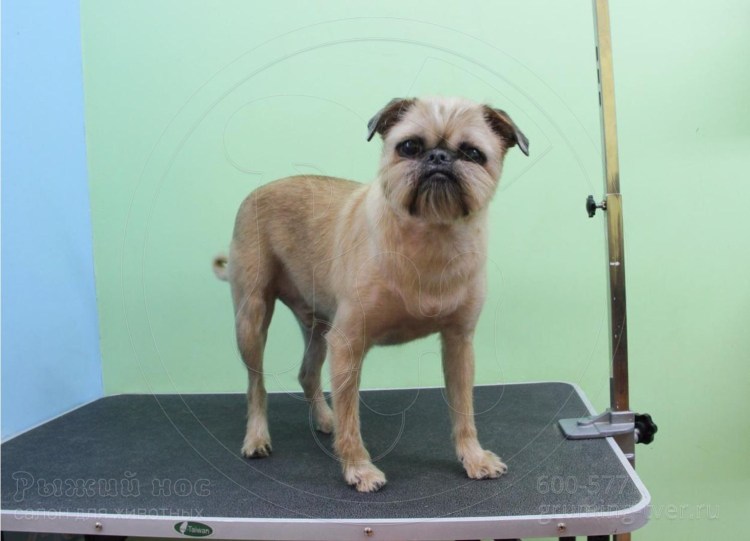 Априори Голд питомник