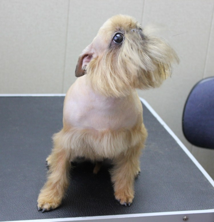 Анна Брусенцова груммер