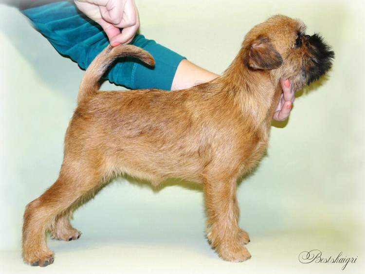 Гриффон бельгийский тримминг