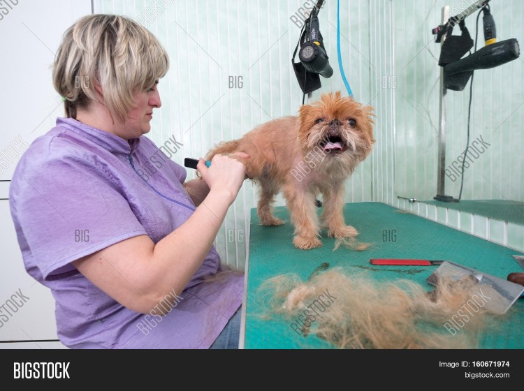 Брюсельский Грифон тримминг