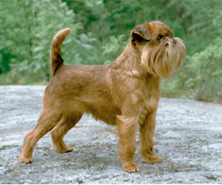 Брюссельский гриффон до и после стрижки