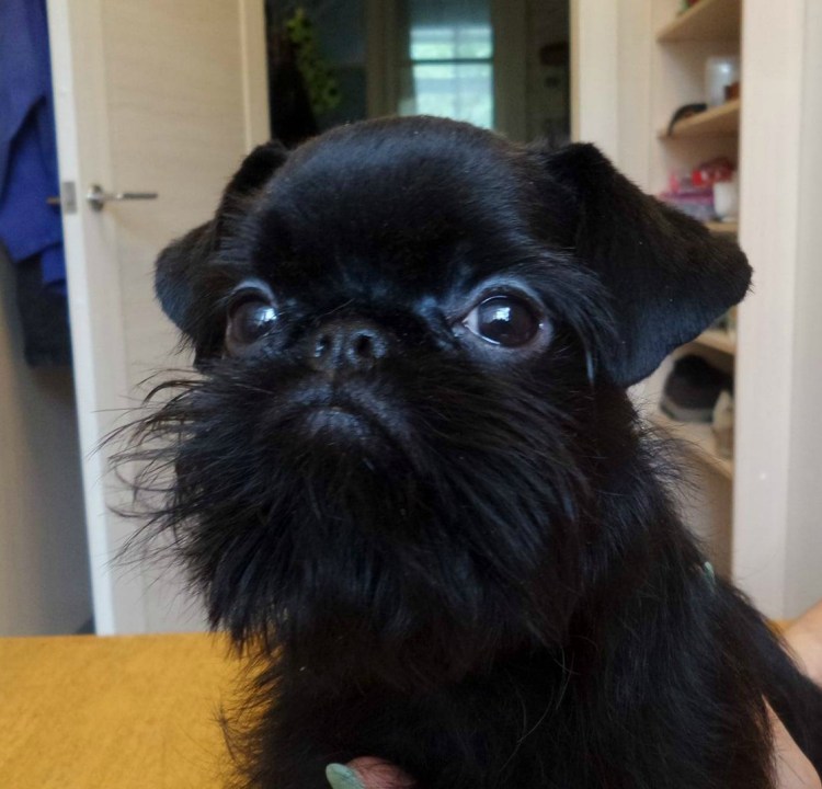 Йоркширский терьер колтуны