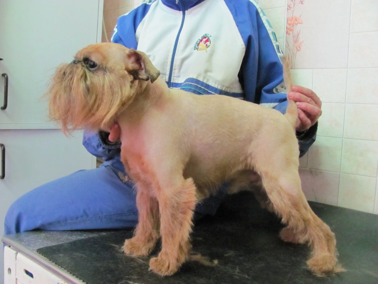 Гриффон собака тримминг до и после