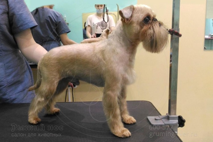 Бельгийский гриффон