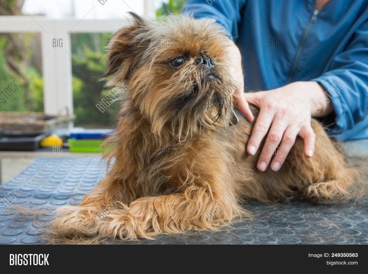 Схема тримминга гриффона брюссельского