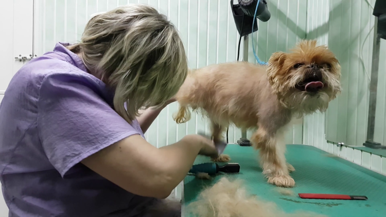 Бельгийский гриффон Сэм