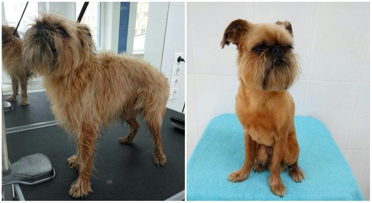 Тримминг брюссельского гриффона в Шебекино
