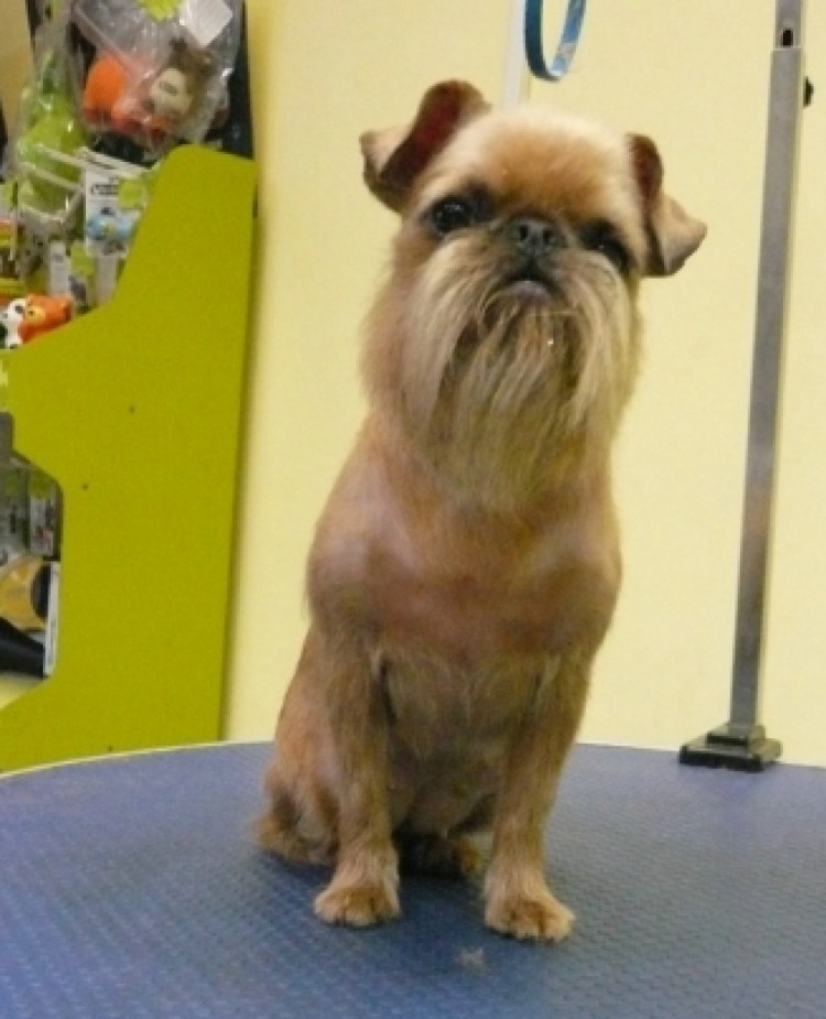 Брюссельский гриффон груминг