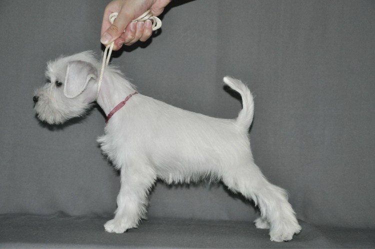 Брюссельский Грифон ошейник поводрк