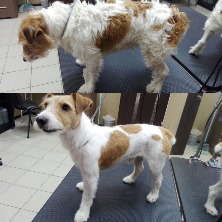 Брюссельский гриффон Чубака