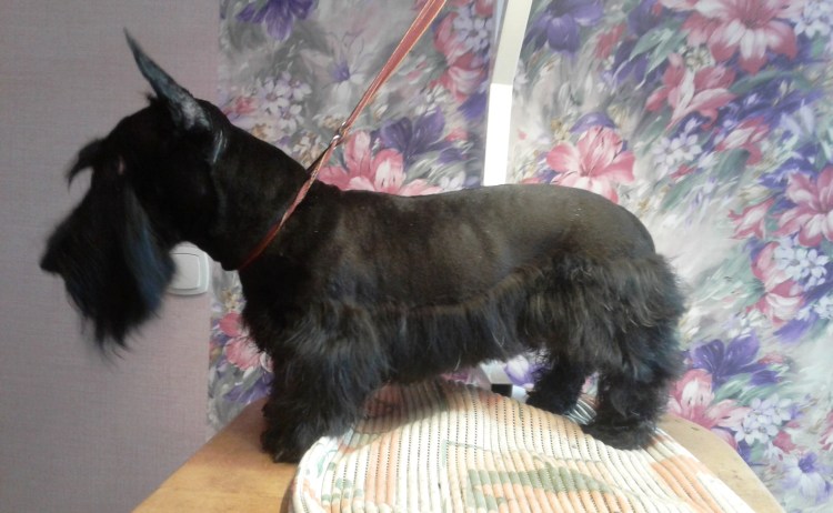 Разведение собак в Бельгии