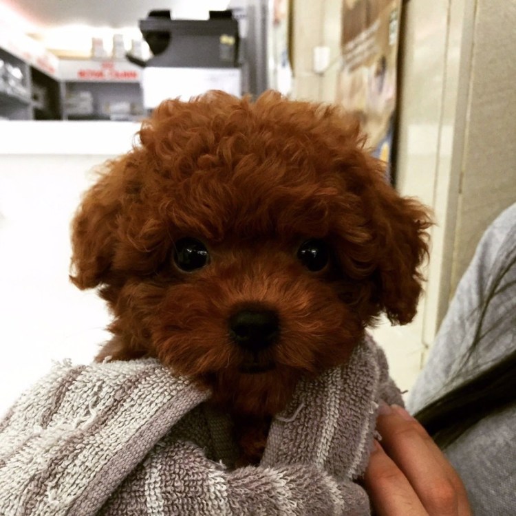 Британский пудель