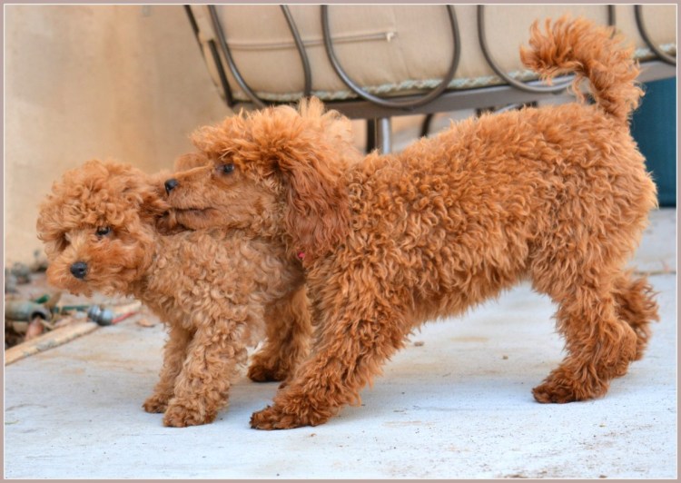 Карликовый пудель кудрявый